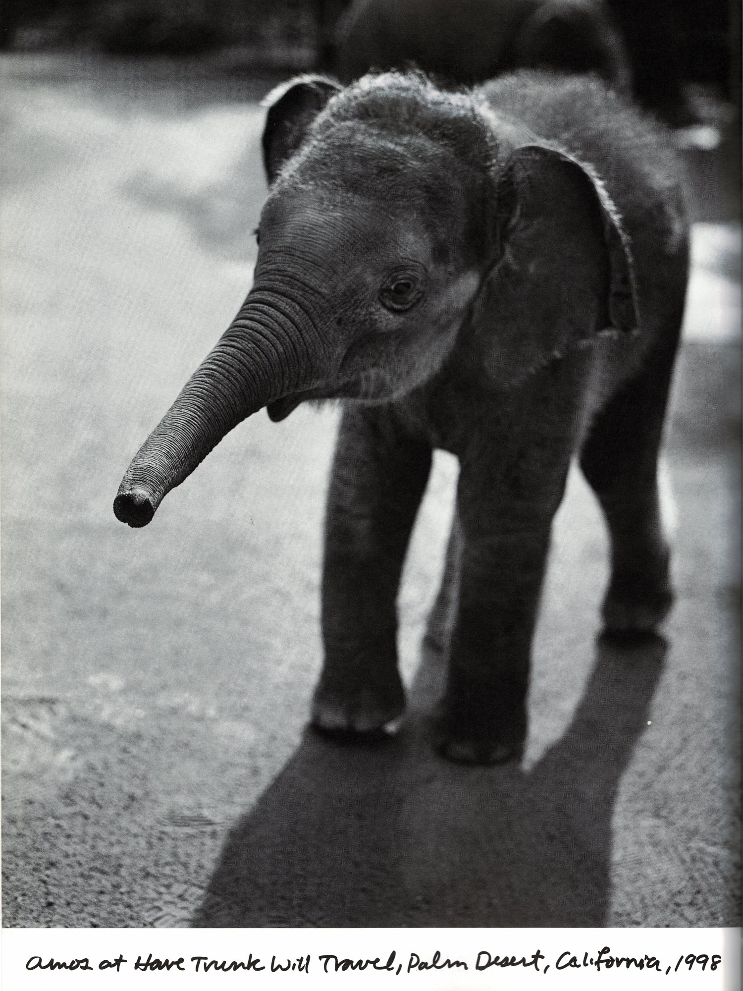 Roadside America (Spezial Fotografie; Stern Portfolio No. 22)