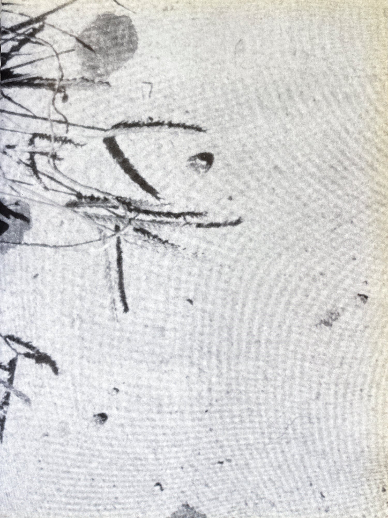 Social Documentaries Amid This Pist