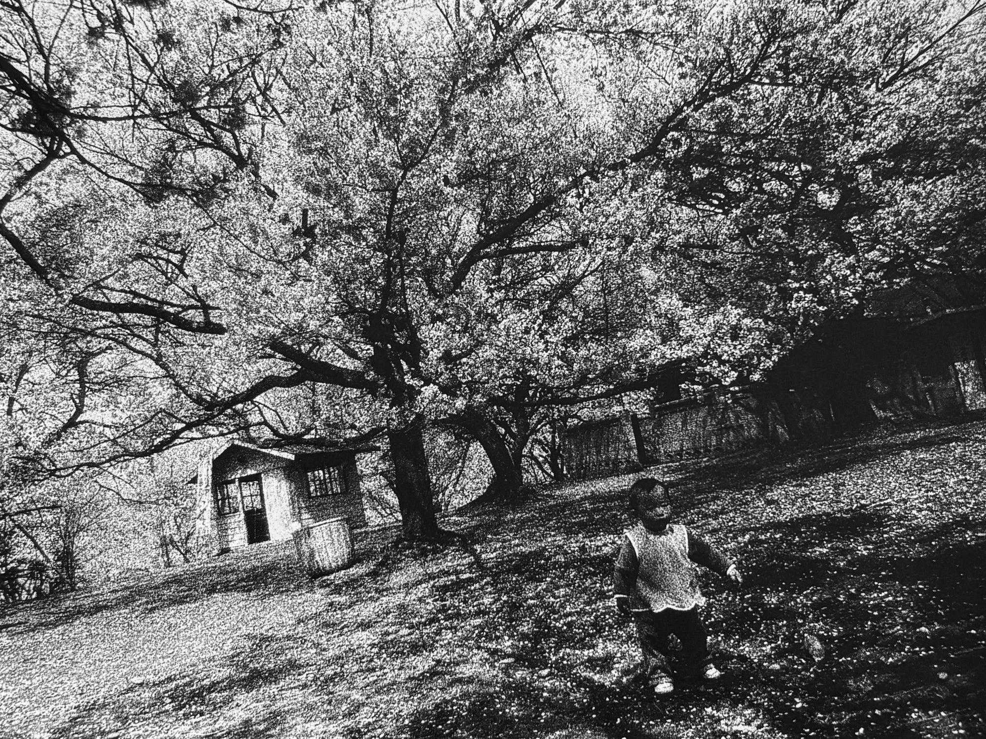 Japanese Photographer #37