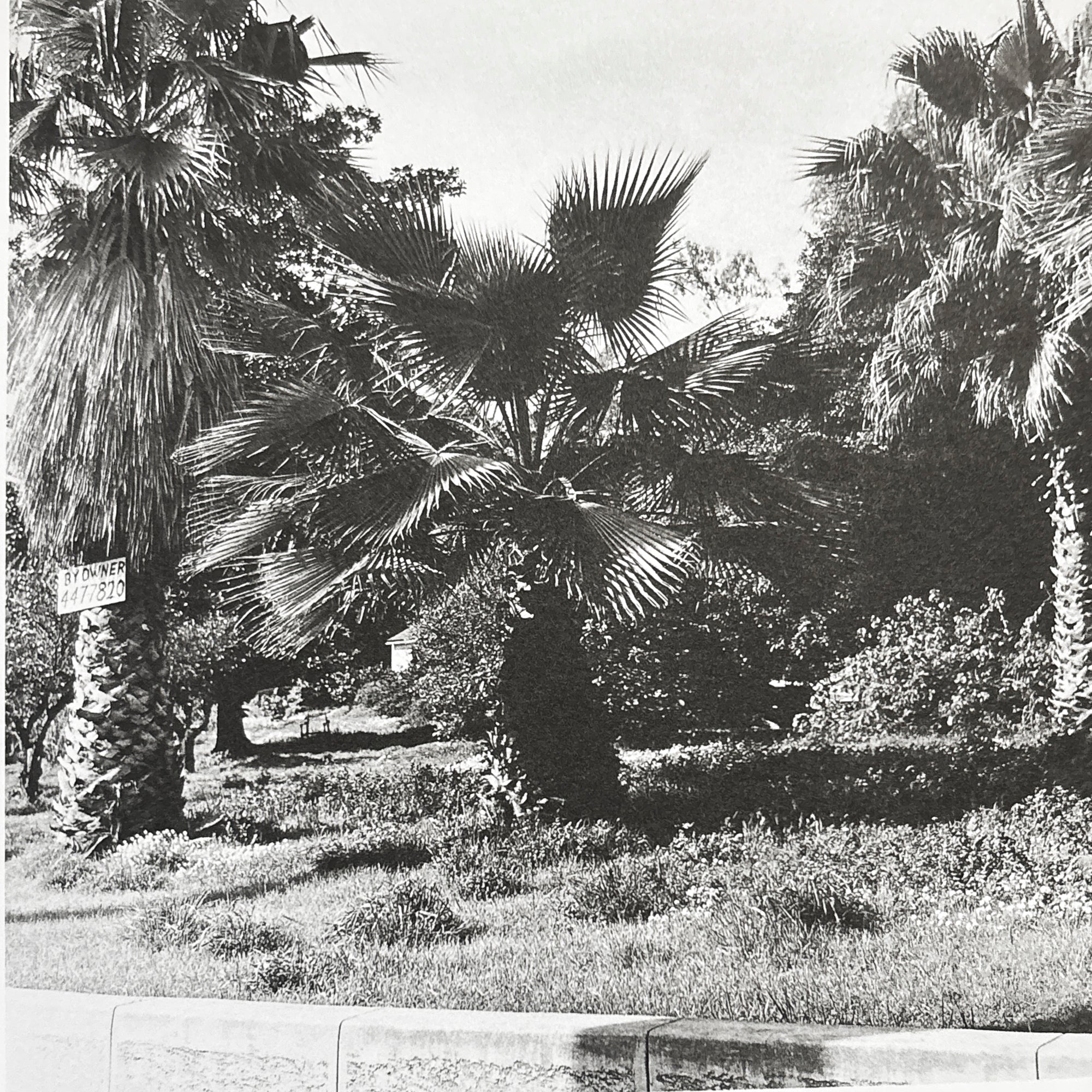 Ed Ruscha Photographs: Seven Products, Twentyfive Apartments, Three Palm Trees, Six Rooftops, and One Aerial View