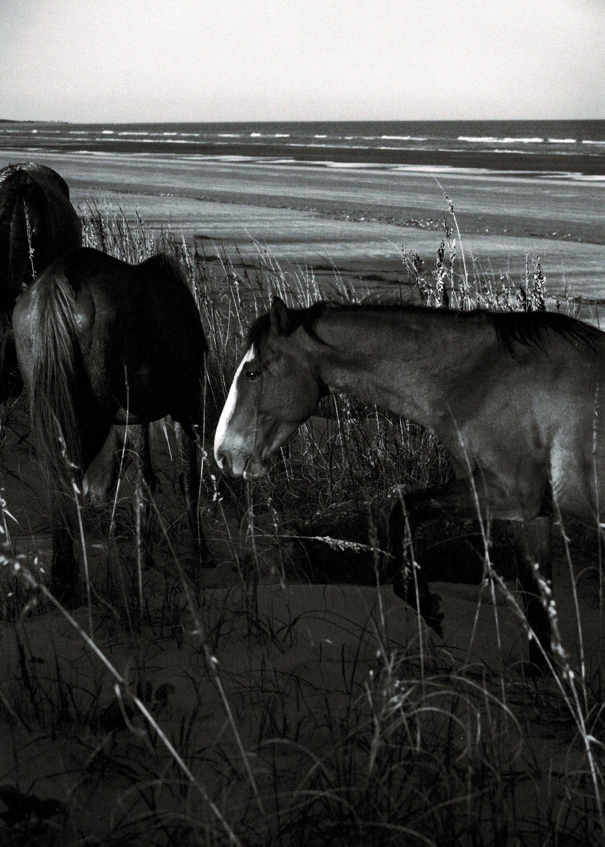 Farewell Horse