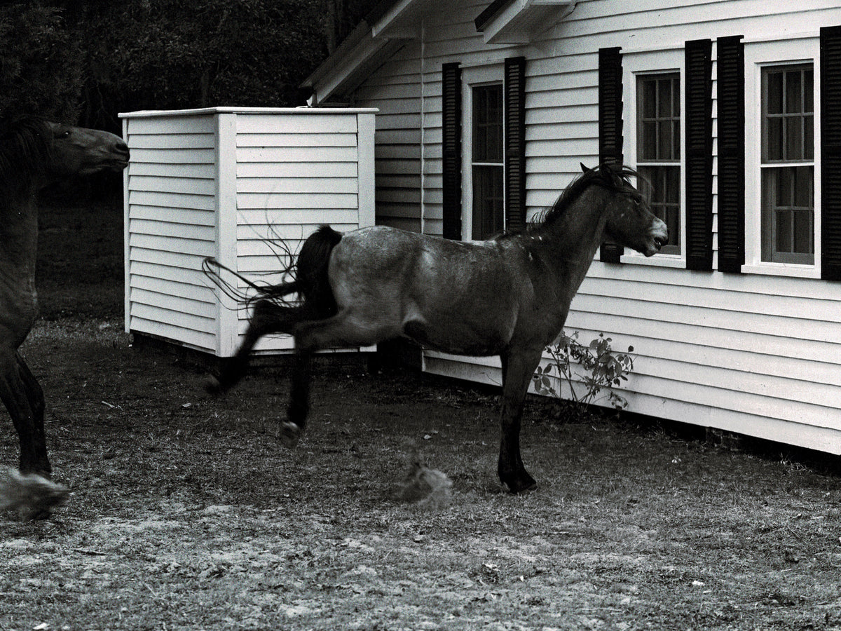 Farewell Horse